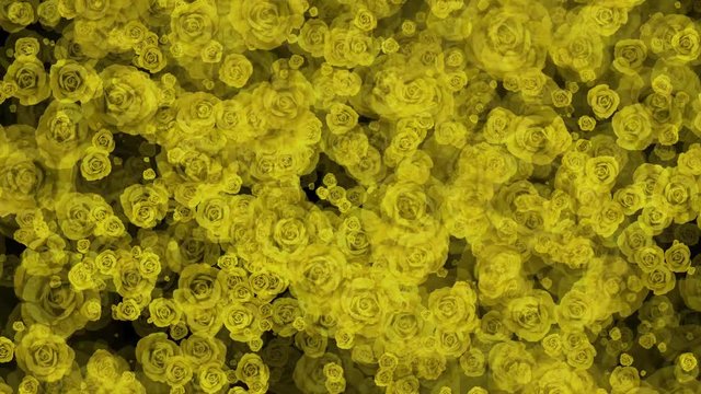 Yellow Roses Aster Flowers Seamless Loop Flowery Motion Background
