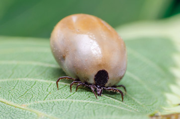 Swollen mite from blood, a dangerous parasite and carrier of infection sits on a leaf