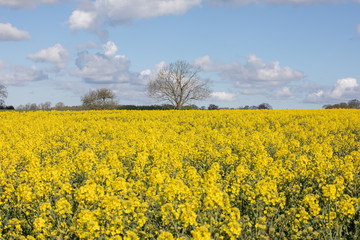 rape seed field