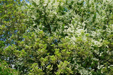 Frühlingshafte Laub- und Blütenlandschaft im Sonnenlicht