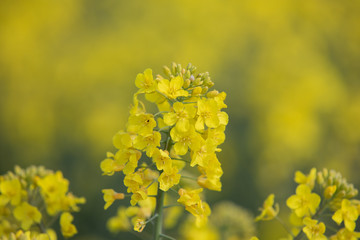 yellow flowers in spring
