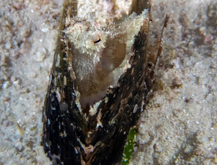 A Coconut Octopus (Amphioctopus marginatus)