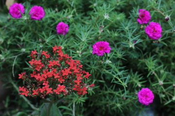 pink flowers in the garden