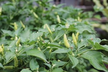 green pepper