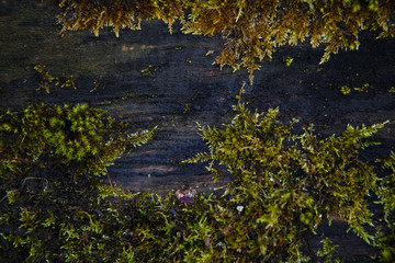 Obraz na płótnie Canvas Natural texture of moss on wet wood - soft forest floor on the ground and on the stump. Concept frame and background for the forest theme in brown and yellow-green with space for text