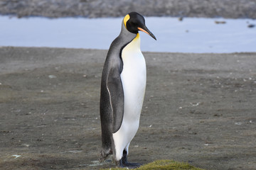 Fototapeta na wymiar King penguin at Salisbury Plain, South Georgia Island