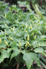 close up of a green plant