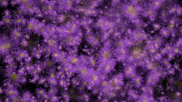 Japanese Aster Aster Flowers Seamless Loop Flowery Motion Background
