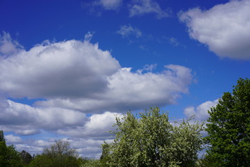 Obraz premium Landschaftsidyll mit Baumkronen, Wolken, blauem Himmel und Sonnenschein