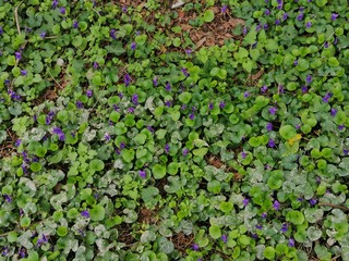 sfondo con foglie verdi