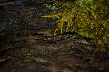 Natural texture of moss on wet wood - soft forest floor on the ground and on the stump. Concept frame and background for the forest theme in brown and yellow-green with space for text