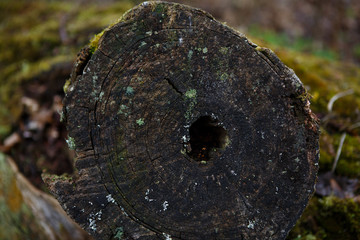 Natural texture of moss on wet wood - soft forest floor on the ground and on the stump. Concept frame and background for the forest theme in brown and yellow-green with space for text