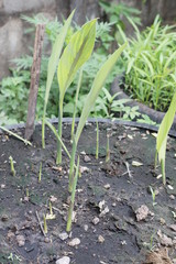 sprout