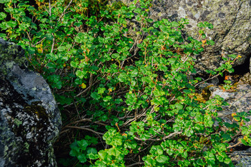 wild currant bush among rocks