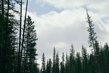 silhouettes of trees on crest of hill under cloudy sky