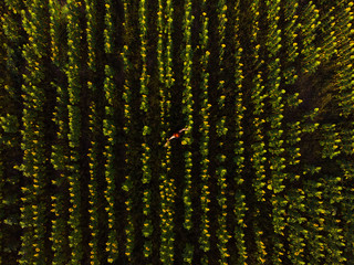 Red-haired girl among a field of sunflowers