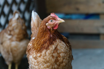 Young chicken in the paddock