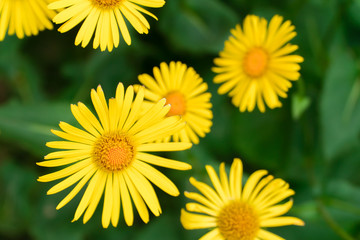 Yellow daisies on green background