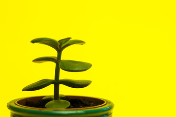 Fototapeta na wymiar Crassula flower succulent plant in green ceramic pot