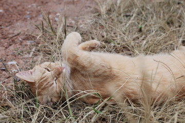 cat lying in the grass