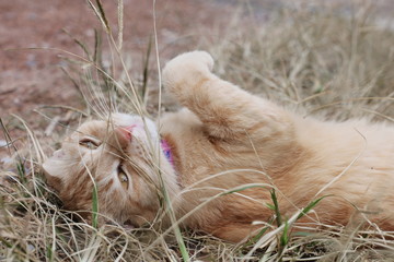 cat lying on grass