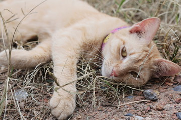 cat lying on the grass
