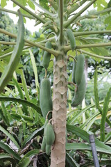 papaya in the garden