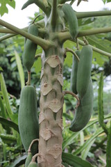 papaya in the garden