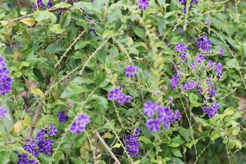 lavender flowers in the garden