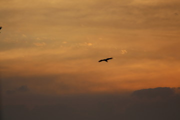 Fototapeta na wymiar A bird during sunrise Orange Light in the sky. 