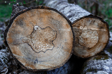 A cut of a tree with annual rings and a log. Texture of a fresh wood stump close up