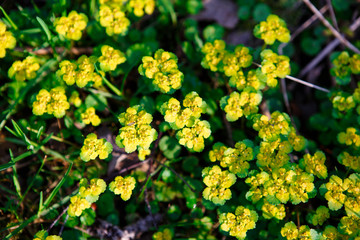 Spring forest flowers-a pattern of green leaves and yellow inflorescences. Bright natural background