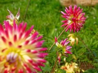 large dahlias in the garden in summer, Russia
