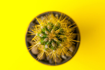 Cactus in pot on the desk with yellow wall background