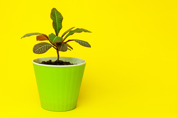 Green plant in a green flowerpot on a desk