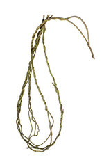 wood root. Spiral twisted jungle tree branch, vine liana plant isolated on white background, clipping path included.