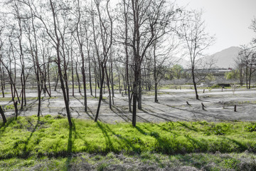 新緑の風景