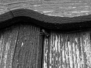 wasp hiding between the boards, monochrome
