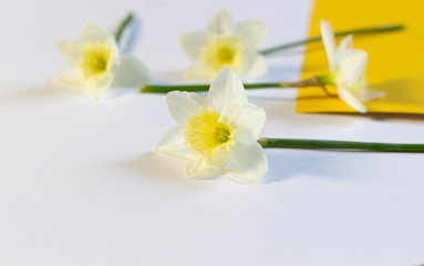Fototapeta na wymiar daffodil flowers on white and yellow background