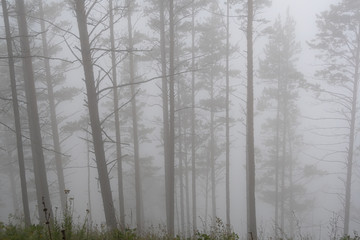Fototapeta na wymiar mystical forest in haze, tree trunks in morning fog, mysterious crime scene, smoke in forest fire