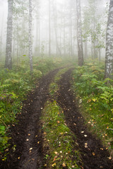 thick misterious fog in forest, mystical dirt road in haze, smoke from fire forest