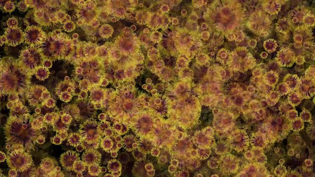 Gaillardia Blanket Aster Flowers Seamless Loop Flowery Motion Background