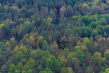Obraz premium green carpet of trees on hillside, dense coniferous forest as background