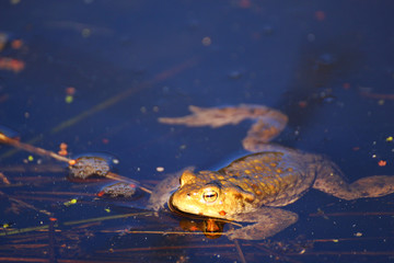 Schwimmender Frosch am Teich