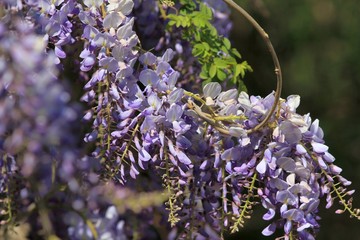 Wisteria blooming in spring in the Park
