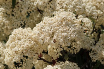 Photinia blooming in spring in the Park