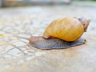 A freshwater snail crawling on wet concrete floor.
