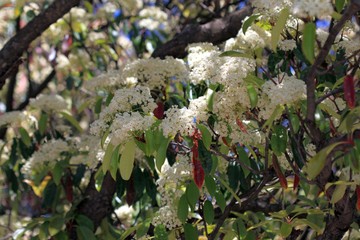 Photinia blooming in spring in the Park