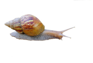 Isolation of A freshwater snail crawling on wet concrete floor.