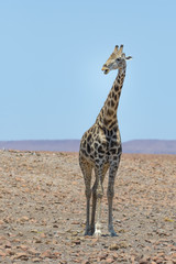 Giraffe in der Wüste Namibias